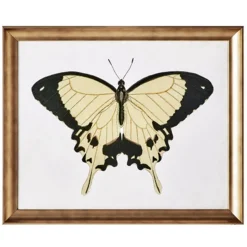 Z Gallerie Beautiful Butterfly 1><noscript><img width=