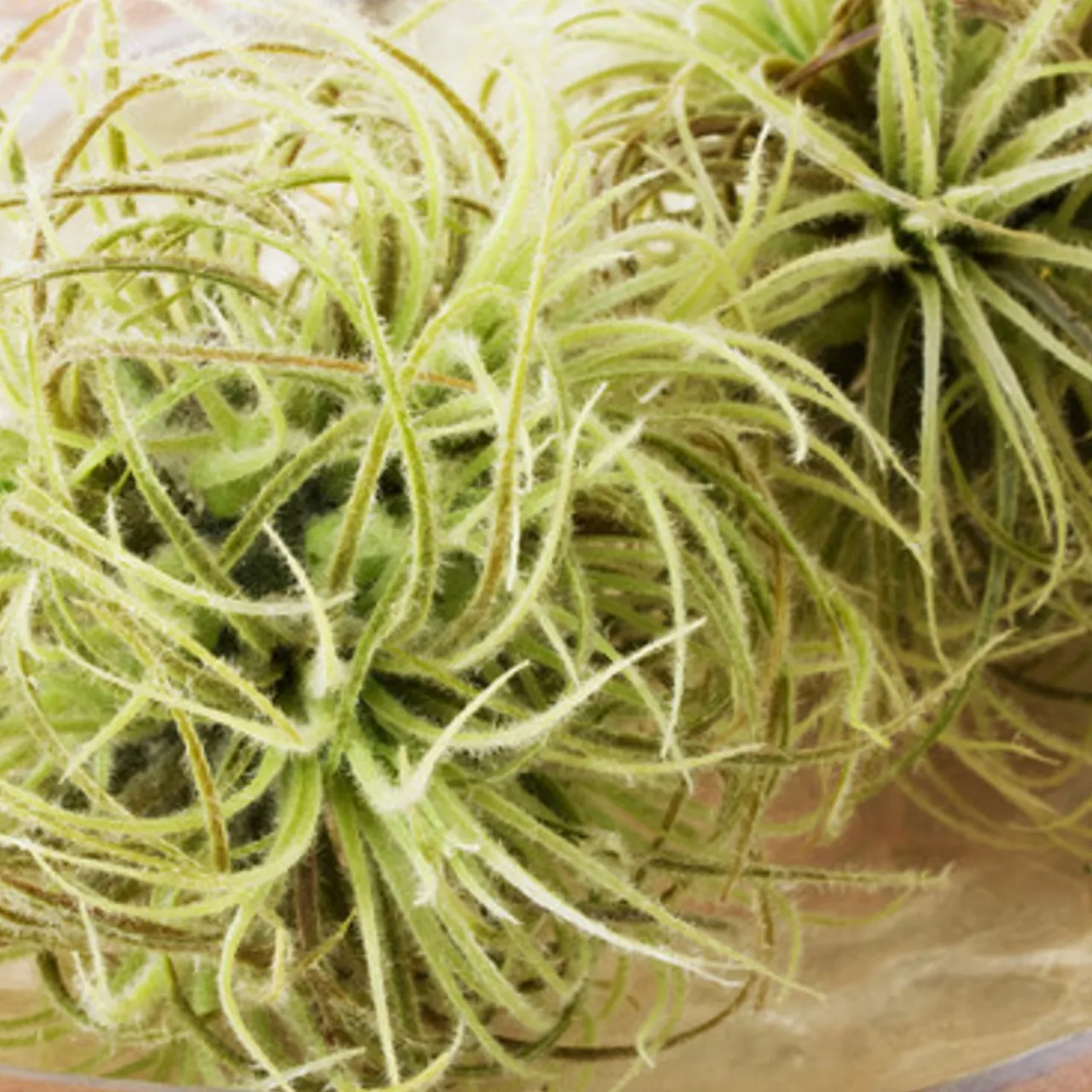 Z Gallerie Faux Airplant Sphere> Home Decor | Décor Sale