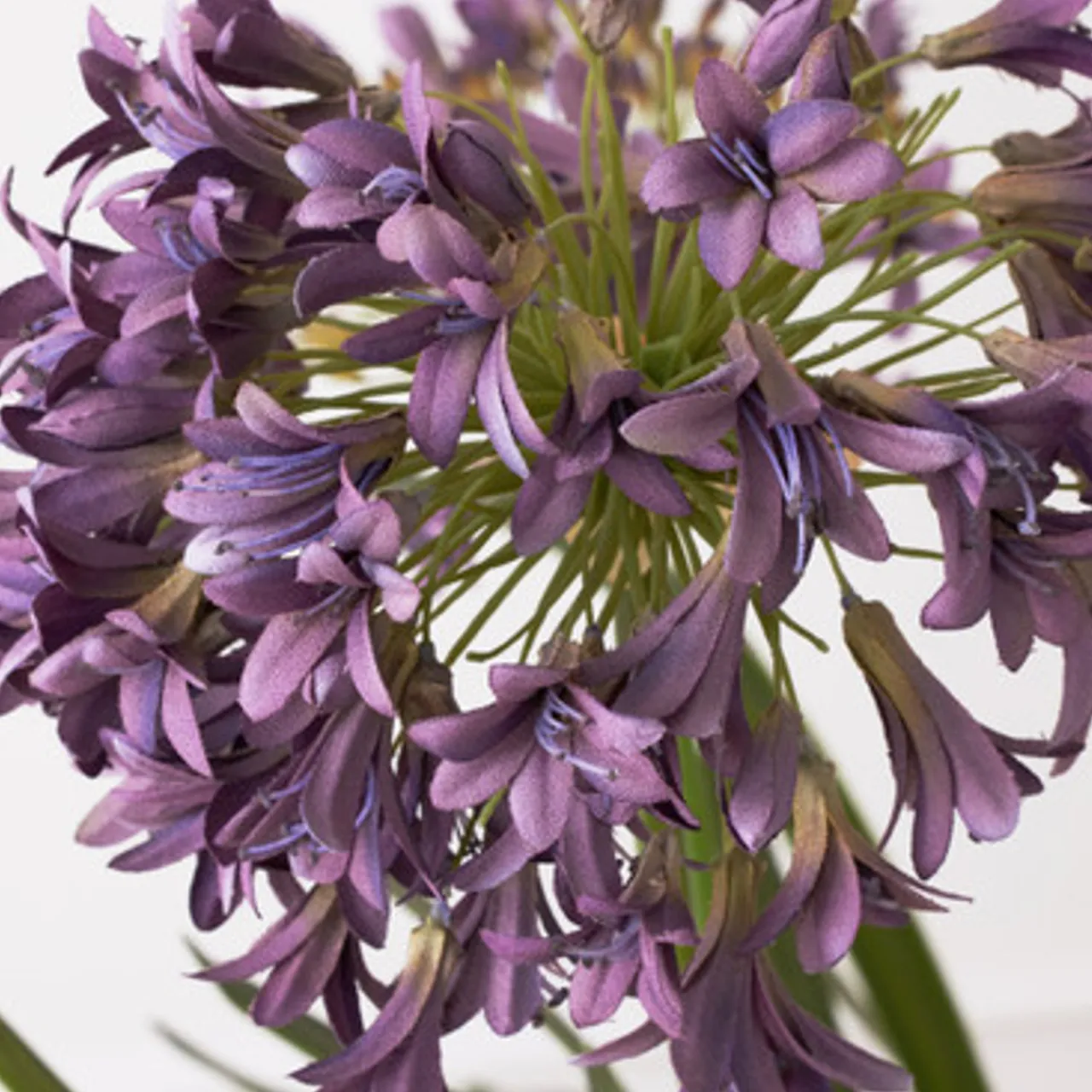 Z Gallerie Faux Potted Agapanthus> Home Decor | Décor Sale