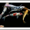 Z Gallerie Gathering Fish II> Framed Art | Living Room Art