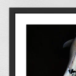 Z Gallerie Gathering Fish II><noscript><img width=